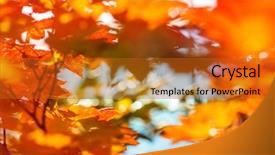  Presentation with multicolored autumn leaves orange yellow red - Presentation theme featuring shot suitable for background image background and a crimson colored foreground