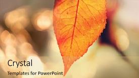  Presentation with autumn leaves - PPT layouts with shot suitable for background image background and a yellow colored foreground