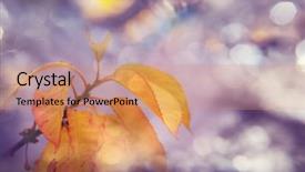  Presentation with multicolored autumn leaves orange yellow red - Audience pleasing theme consisting of shot suitable for background image backdrop and a coral colored foreground