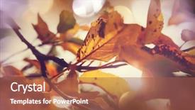  Presentation with multicolored autumn leaves orange yellow red - Cool new presentation with shot suitable for background image backdrop and a red colored foreground