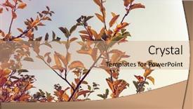  Presentation with autumn leaves - Theme with shot suitable for background image background and a coral colored foreground