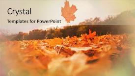  Presentation with autumn leaves - PPT theme with shot suitable for background image background and a lemonade colored foreground