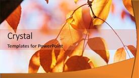  Presentation with multicolored autumn leaves orange yellow red - Theme enhanced with shot suitable for background image background and a coral colored foreground
