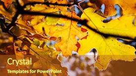  Presentation with autumn leaves - Theme consisting of shot suitable for background image background and a tawny brown colored foreground