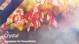  Presentation with autumn leaves - PPT theme consisting of shot suitable for background image background and a coral colored foreground