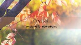  Presentation with multicolored autumn leaves orange yellow red - Theme consisting of shot suitable for background image background and a coral colored foreground