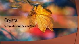  Presentation with multicolored autumn leaves orange yellow red - PPT layouts with shot suitable for background image background and a gold colored foreground