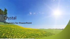  Presentation with dandelion - Presentation theme featuring shot with a dandelion meadow background and a light blue colored foreground
