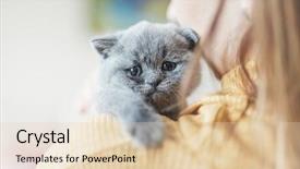  Presentation with woman sad - Colorful presentation theme enhanced with vulnerable - little grey cat laying backdrop and a lemonade colored foreground