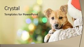  Presentation with santa claus holding scroll paper - Theme enhanced with shoulder small funny cute dog background and a lemonade colored foreground