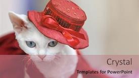  Presentation with exhibition - Presentation design having show-cat-at-an-exhibition background and a coral colored foreground