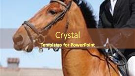  Presentation with show - PPT theme with show jumper horse and show jumper background and a tawny brown colored foreground
