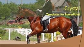  Presentation with show - PPT theme consisting of show-jumper-horse-and-show background and a tawny brown colored foreground