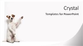  Presentation with pet grooming small dog - Audience pleasing slides consisting of showing at placard fun animal backdrop and a white colored foreground