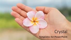  Presentation with plumeria - Theme consisting of flower hawaii typical flowers culture background and a coral colored foreground