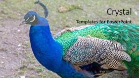 Presentation with peacock - Slides featuring showing off his colorful plumage background and a light gray colored foreground