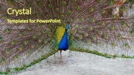  Presentation with peacock on a gold - Cool new presentation theme with showing off his colorful plumage backdrop and a tawny brown colored foreground