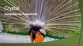  Presentation with peacock - Colorful presentation theme enhanced with showing off his magnificent plumage backdrop and a tawny brown colored foreground