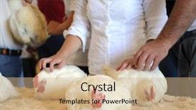  Presentation with chicken - Audience pleasing presentation theme consisting of shown at a county fair backdrop and a coral colored foreground