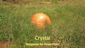  Presentation with grown - Beautiful presentation featuring food prizes - giant pumpkins being nurtured backdrop and a tawny brown colored foreground