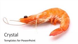  Presentation with shrimp - PPT theme consisting of shrimp in closeup background and a white colored foreground