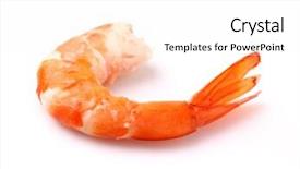 Presentation with shrimp - Cool new PPT layouts with shrimp in closeup backdrop and a white colored foreground
