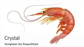 Presentation with shrimp - Slides having shrimp isolated on white seafood background and a white colored foreground