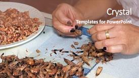  Presentation with shrimp - Slide deck enhanced with shrimp peeler doing her patient work background and a coral colored foreground