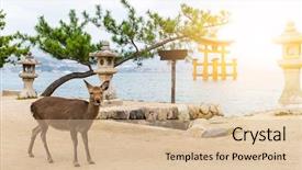  Presentation with sunshine - Audience pleasing slides consisting of shrine and deer with sunshine backdrop and a lemonade colored foreground