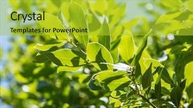  Presentation with alternative - Presentation theme consisting of shrub or bay tree blue background and a yellow colored foreground