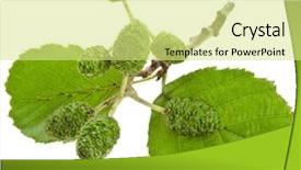  Presentation with chemistry leaves green leaf - Slide set enhanced with shrubbery - alder leaves with green cones background and a  colored foreground