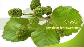  Presentation with green leaves - Slide set having shrubbery - alder leaves with green cones background and a tawny brown colored foreground