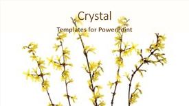  Presentation with waving palm branches - Audience pleasing PPT layouts consisting of shrubbery - branches of blooming forsythia backdrop and a cream colored foreground
