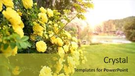  Presentation with red rose bush - Amazing PPT theme having shrubbery - bush of yellow roses basking backdrop and a yellow colored foreground
