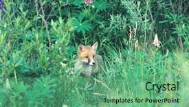  Presentation with standing on scooter - PPT layouts enhanced with shrubbery - fox standing by bushes background and a  colored foreground