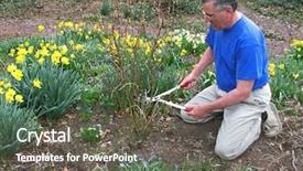  Presentation with dogwood - PPT theme enhanced with shrubbery - man pruning red twig dogwood background and a  colored foreground
