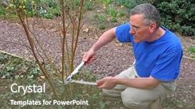  Presentation with dogwood - Amazing presentation design having shrubbery - man pruning red twig dogwood backdrop and a  colored foreground