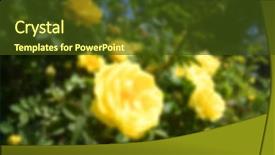  Presentation with blue and yellow - PPT theme featuring shrubbery - shrub of yellow roses background and a tawny brown colored foreground