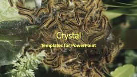  Presentation with tent - PPT theme with shrubbery - tent caterpillars background and a tawny brown colored foreground