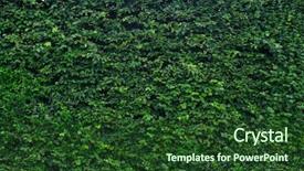  Presentation with pattern - Beautiful slide set featuring shrubbery - thick green garden hedge pattern backdrop and a forest green colored foreground