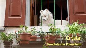  Presentation with dog - Slide deck with shutter lock - white dog looking background and a  colored foreground