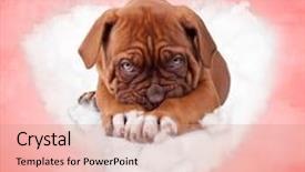  Presentation with puppy - Slide set featuring shy french mastiff puppy dog background and a  colored foreground