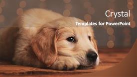  Presentation with golden lights - PPT theme enhanced with shy-golden-retriever-puppy-laying background and a tawny brown colored foreground