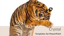  Presentation with tiger - Slide set having shy-tiger-hiding-itself-behing background and a coral colored foreground