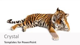  Presentation with tiger - Cool new presentation theme with shy-tiger-lying-down backdrop and a white colored foreground
