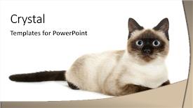  Presentation with blue eyes - Slides consisting of siam - brown beige cat with blue background and a white colored foreground