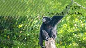  Presentation with gibbon - Amazing presentation having siamang-gibbon-symphalangus-syndactylus backdrop and a seafoam green colored foreground