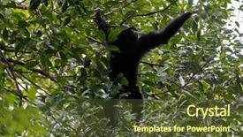  Presentation with forests - Beautiful slides featuring siamang the largest gibbon backdrop and a tawny brown colored foreground