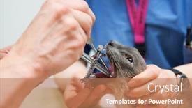  Presentation with microbial waste treatment - Cool new slides with animal care - siamese cat is having backdrop and a coral colored foreground