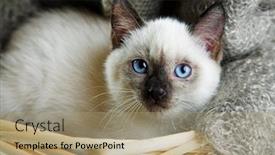  Presentation with cat - Beautiful PPT theme featuring siamese cat lying in the bast basket backdrop and a coral colored foreground